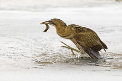Rohrdommel - Zum Vergroessern klicken!